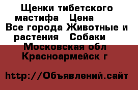 Щенки тибетского мастифа › Цена ­ 80 - Все города Животные и растения » Собаки   . Московская обл.,Красноармейск г.